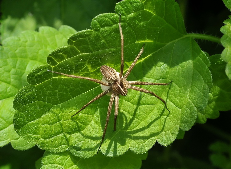 Pisaura mirabilis con nursery